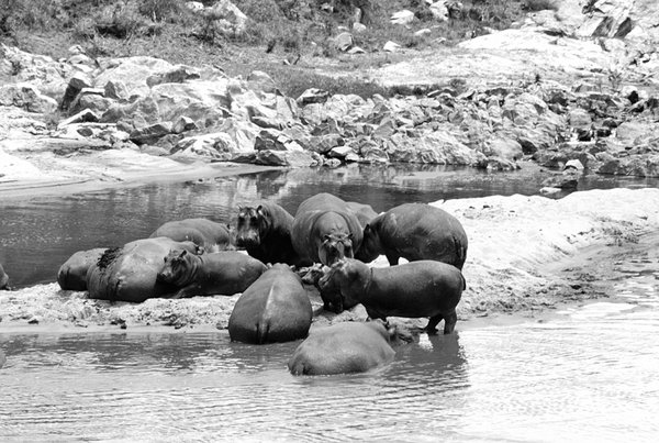 Wild hippopotamus in Africa 1