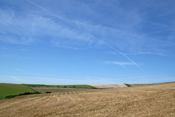 Harvested field