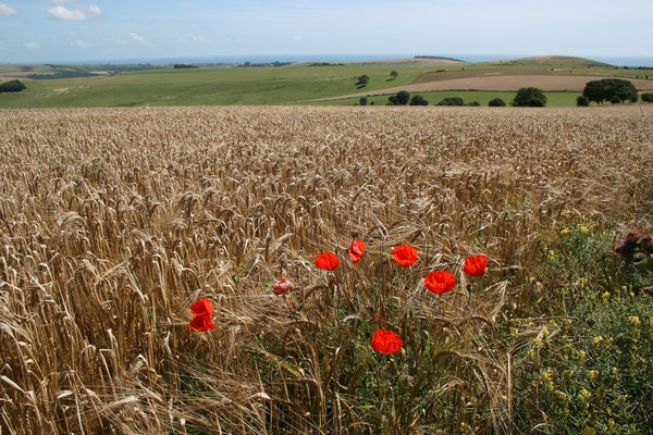 Barley field view