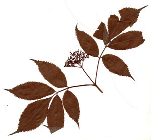  herbarium:  herbalism