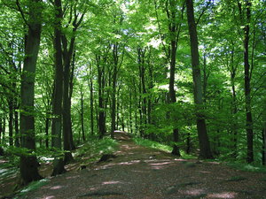 forest, late spring