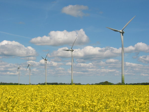 wind mills and yellow field 1: wind mills and rape seed field in Southern part of Sweden. 2006-06-02-