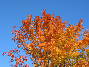 autumn leaves and blue sky 2