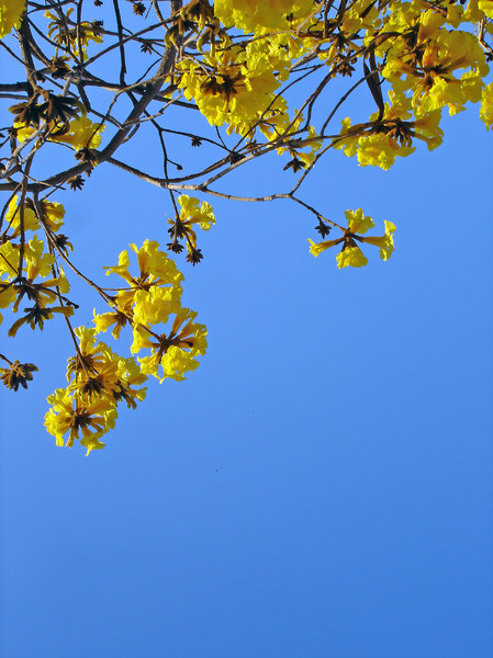 Spring fever | Free stock photos - Rgbstock - Free stock images ...