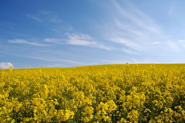 Yellow fields 2