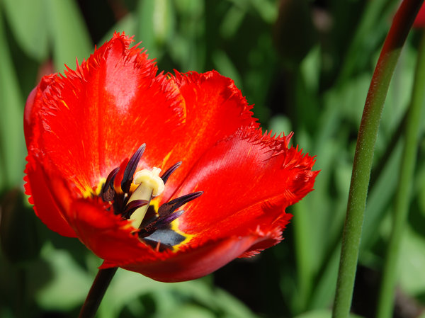 Fringed Tulip 2