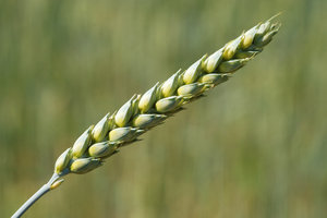 Wheat Closeup 1