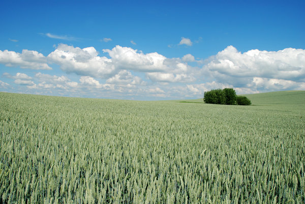Wheat field series 3