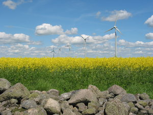 windmills, yellow field and ro
