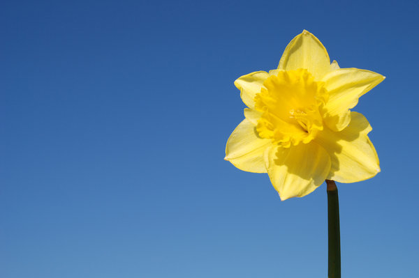 Wild daffodil 2: Wild daffodil. Widely used in Sweden in connection with Easter.