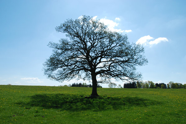 Solitary tree 2