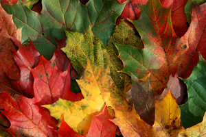 Herbst-Farben