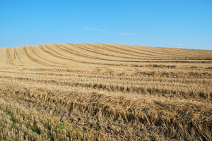 Harvested Field 1