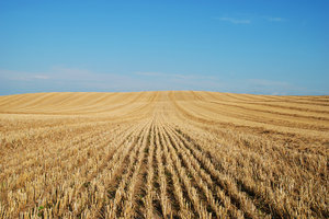 Harvested Field 2