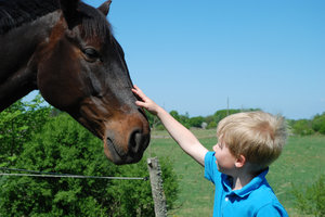 Boy and Horse 2