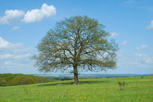 Solitary Tree May