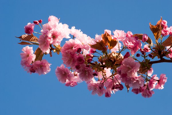 Cherry Blossom: 
