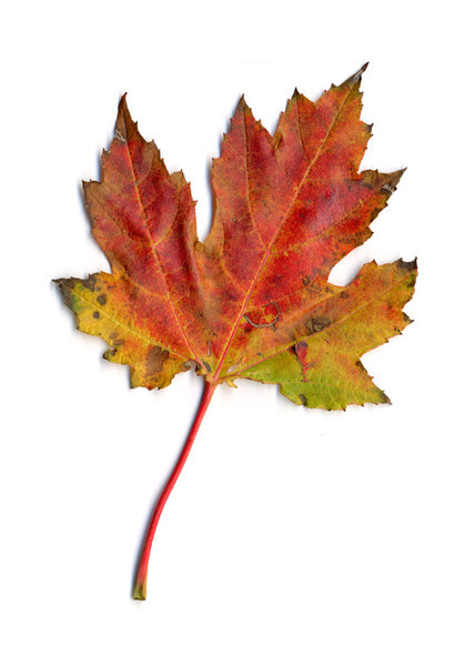 autumn leaf 2: autumn leaves, clipping paths included.