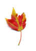 autumn leaf 4