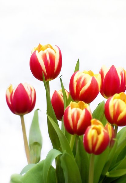 Tulips: Spring tulips