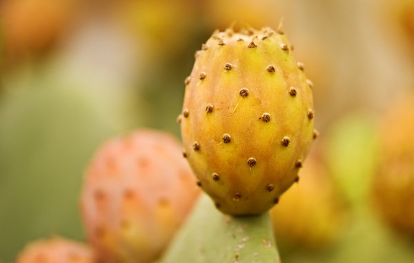 Cactus fruit