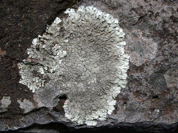 Grey lichens