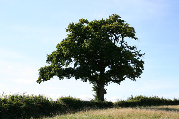 Summer oak: An old hedge and oak (Quercus) tree in West Sussex, England, in high summer.