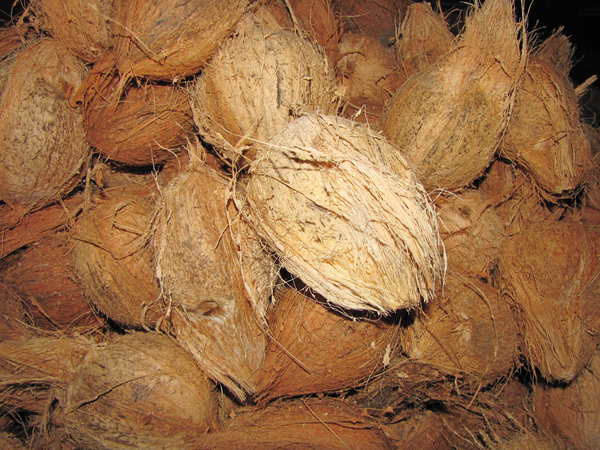 Dehusked Coconuts