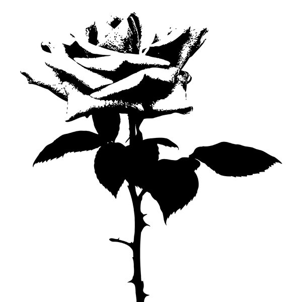 Rose Silhouette: Rose silhouette.  Black over white background.