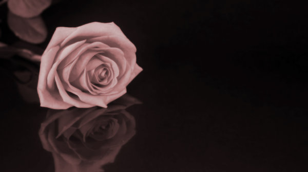 Sepia Rose: Rose card.  Lots of copy space.