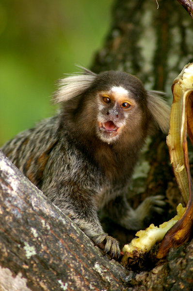 monkey, brasil