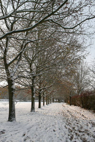 Snowy avenue