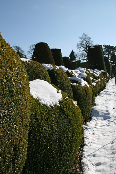 Snowy topiary