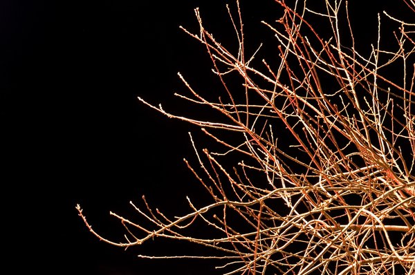 Creepy branches: Branches of a small tree on a cold winter night.