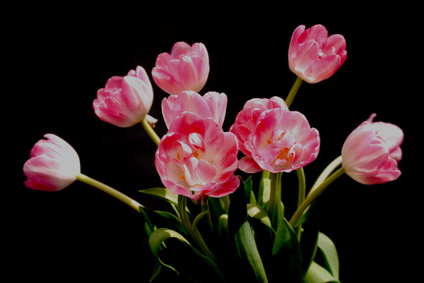 tulipanes de color rosa: 