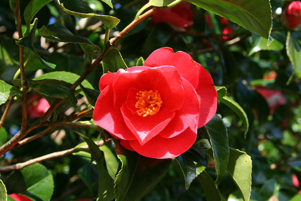 Red camellia