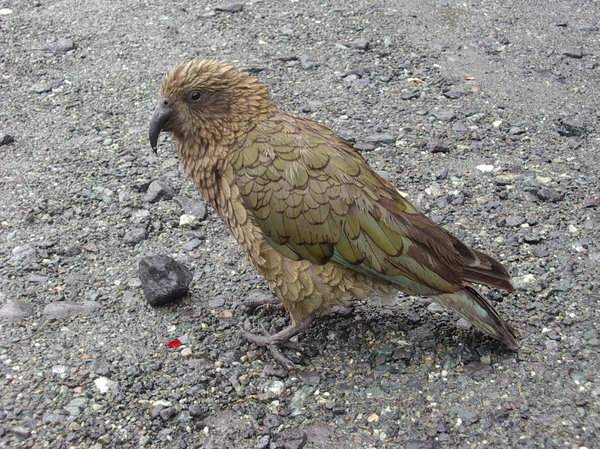 Kea (mountain parrot) in New Z