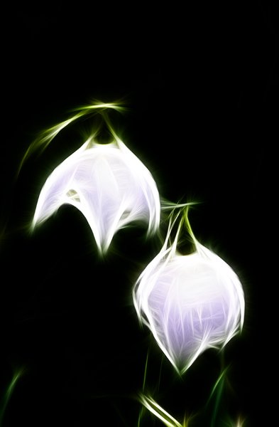 Snowdrop lanterns