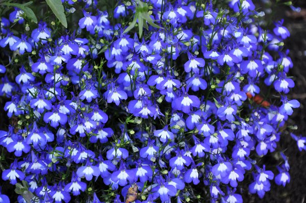 Little blue flowers