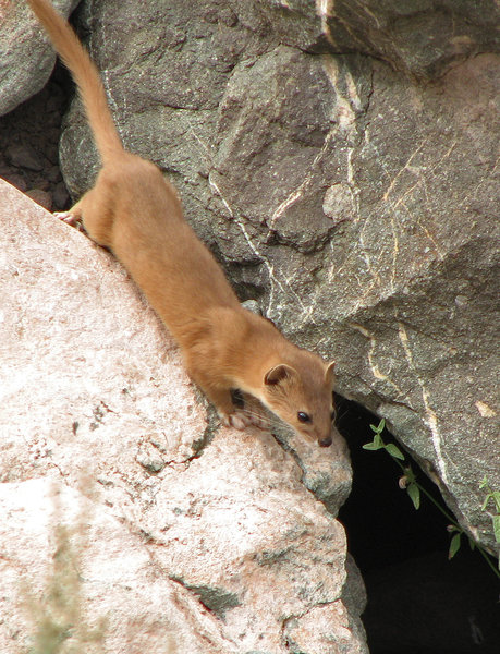 Mountain Weasel