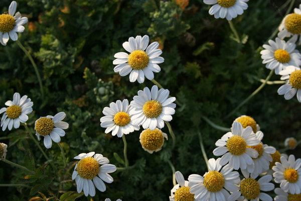Anthemis daisies