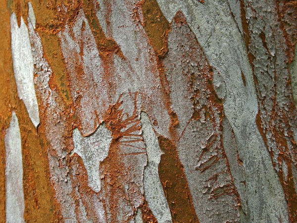 Orange bark
