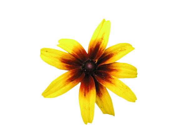 A flower