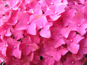 Flores de color rosa