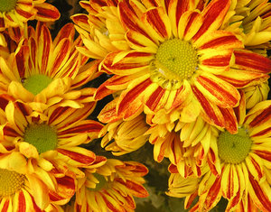 Orange flowers texture