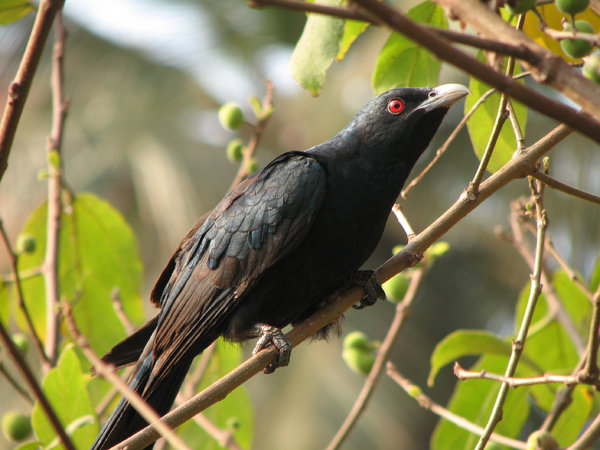 Koel