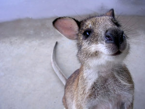 Hooley! 1: An orphaned wallaby now grown up and released but likes to visit now and then.