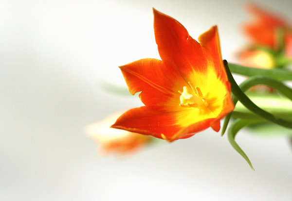 tulipán naranja: 