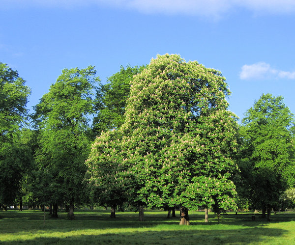 chestnut in a park