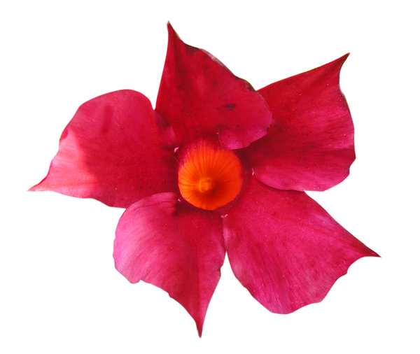 Rote Blume: 